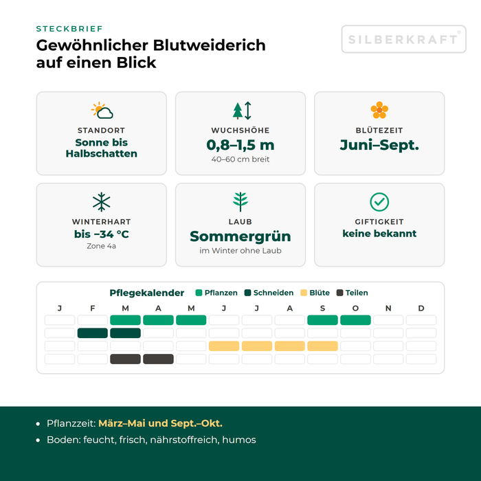 Steckbrief Gewöhnlicher Blutweiderich (Lythrum salicaria) mit Standort, Wuchshöhe, Winterhärte, Giftigkeit und Pflegekalender