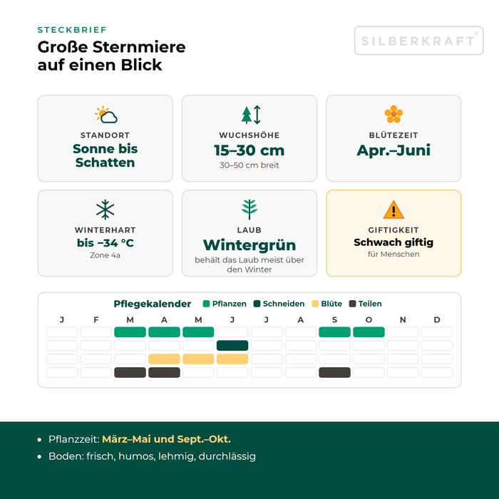 Steckbrief Große Sternmiere (Stellaria holostea) mit Standort, Wuchshöhe, Winterhärte, Giftigkeit und Pflegekalender