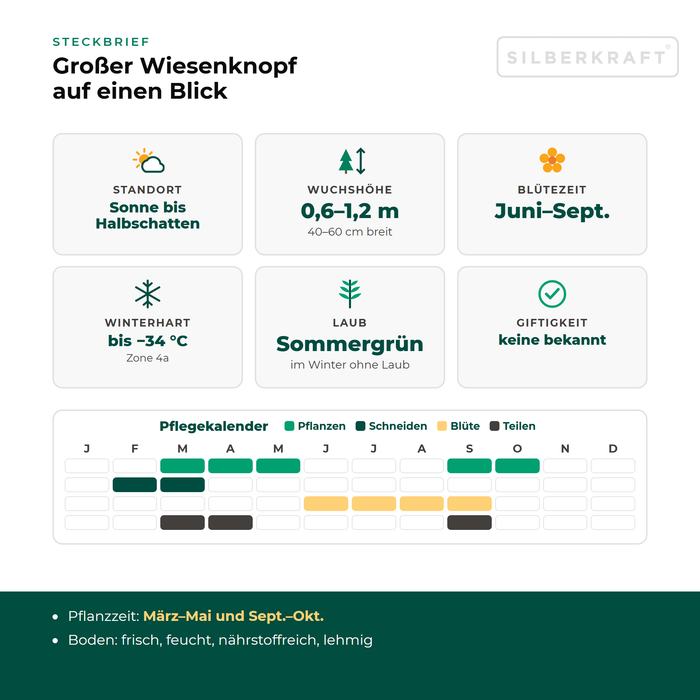 Steckbrief Großer Wiesenknopf (Sanguisorba officinalis) mit Standort, Wuchshöhe, Winterhärte, Giftigkeit und Pflegekalender