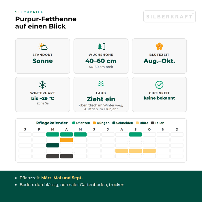 Steckbrief Große Fetthenne (Hylotelephium telephium) mit Standort, Wuchshöhe, Winterhärte, Giftigkeit und Pflegekalender