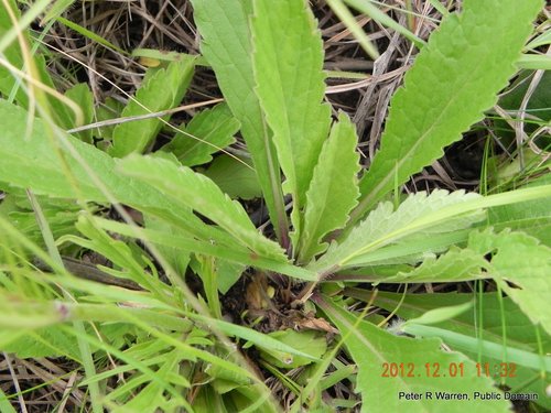Schurft — Bild 2