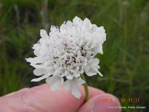 Schurft — Bild 5