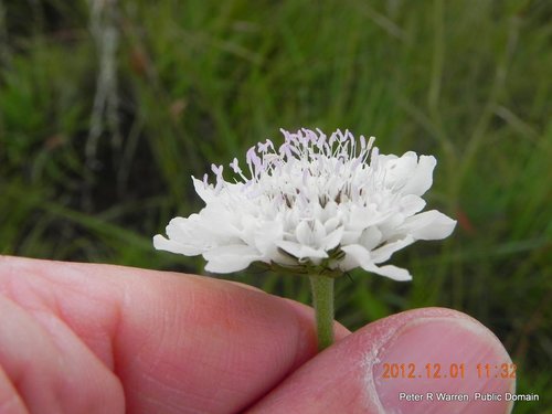 Schurft — Bild 4