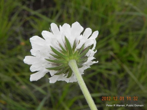 Schurft — Bild 3