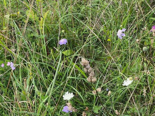 Schurft — foto 4 van 11