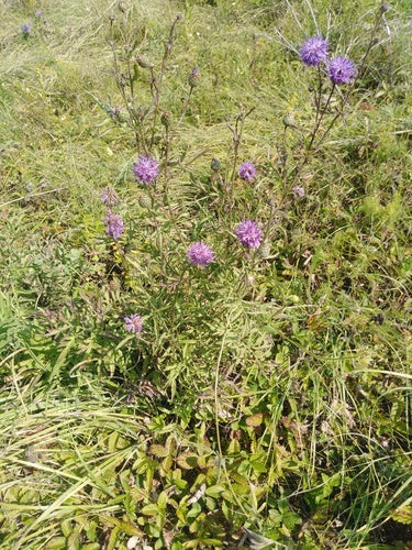 Schurftknoopkruid — Bild 2