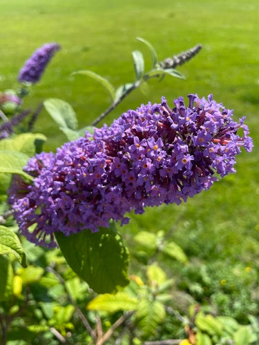 Buddleia — Bild 3