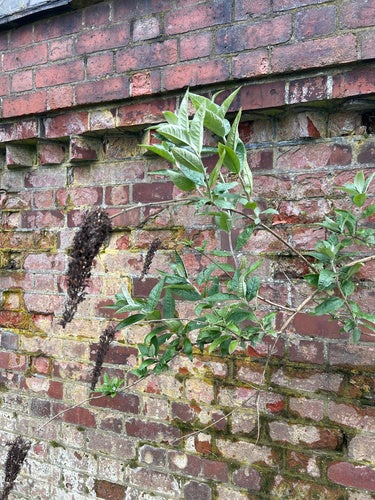 Buddleia — Bild 5