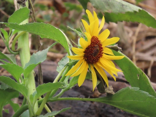 Zonnebloemen — Bild 5