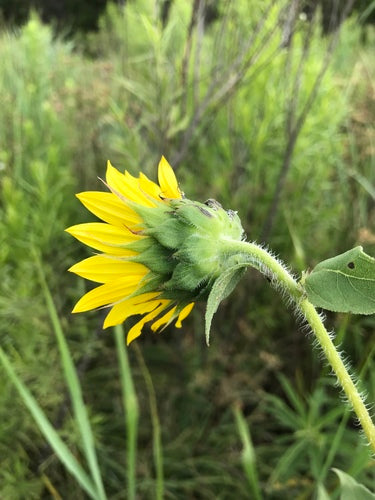 Zonnebloemen — Bild 3