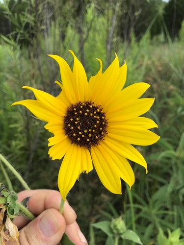 Zonnebloemen — Bild 2