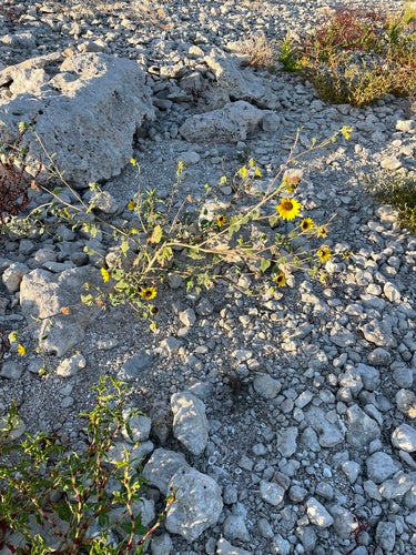 Zonnebloemen — Bild 4