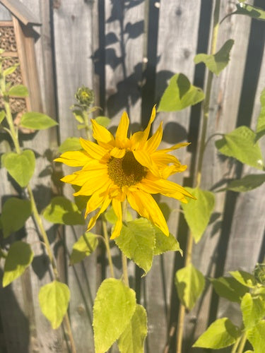 Zonnebloemen — Bild 1