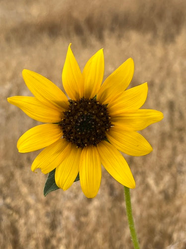 Zonnebloemen — Bild 2