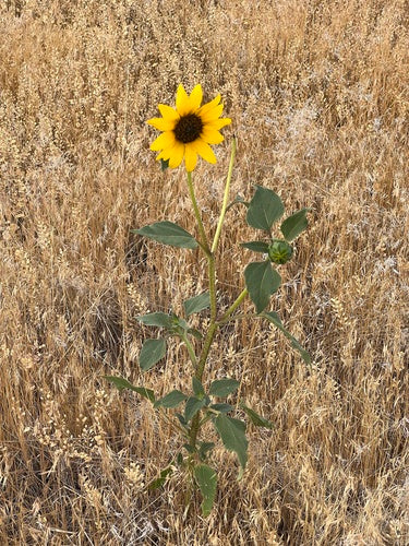 Zonnebloemen — Bild 3