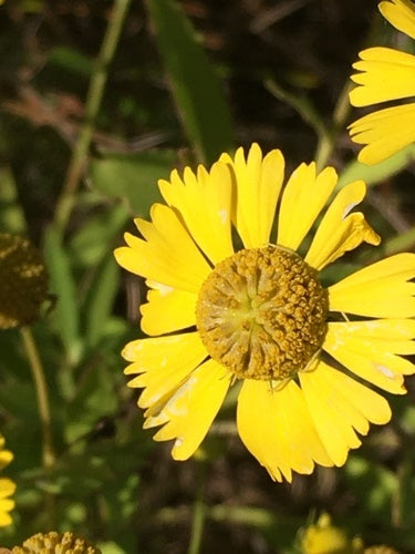 Zon bruid — Bild 2