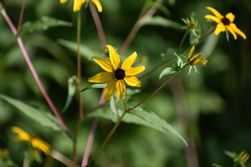 Zonnehoed — Bild 4