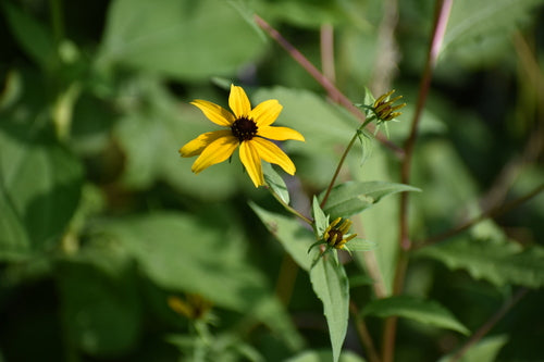 Zonnehoed — Bild 3