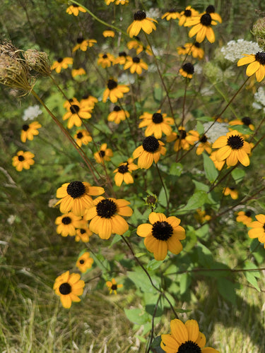 Zonnehoed — Bild 5