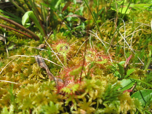 Zonnedauw — foto 5 van 9