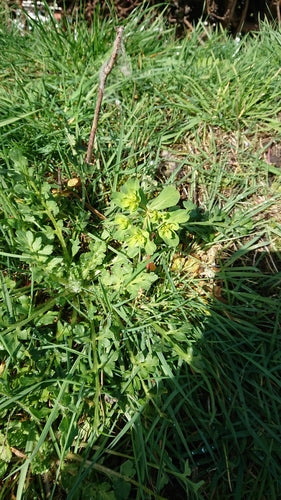 Zonnewende wolfsmelk — Bild 2