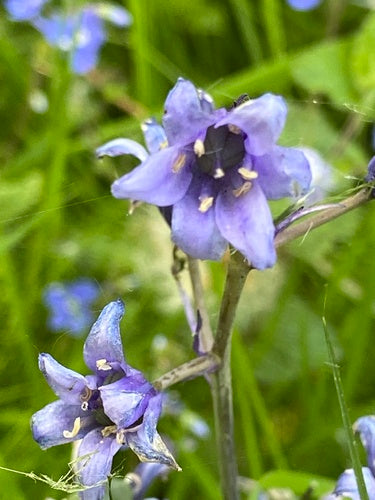 Spaanse hazenbel — Bild 5