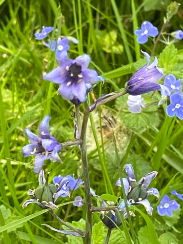 Spaanse hazenbel — Bild 4