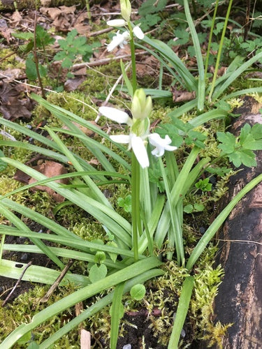 Spaanse hazenbel — Bild 3