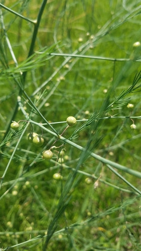 asperges — foto 5 van 9