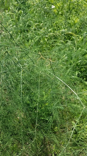 asperges — foto 4 van 9
