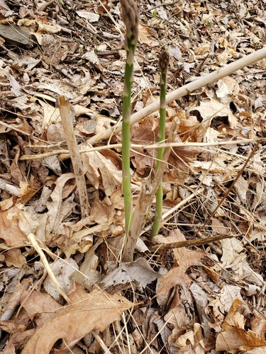 asperges — foto 3 van 9