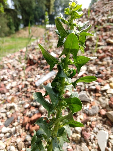 spinazie — Bild 5