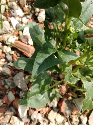 spinazie — Bild 4