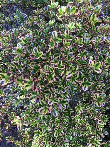 Spindel struik — Bild 3