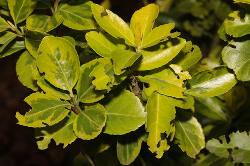 Spindel struik — Bild 5