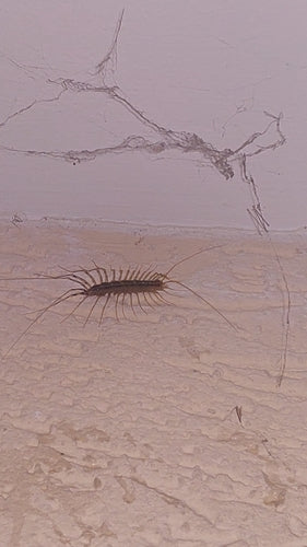 Spin Runner — Bild 4