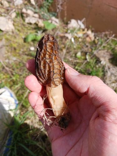 Puntige morel — Bild 5