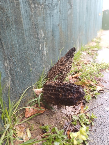 Puntige morel — Bild 4