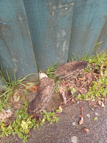 Puntige morel — Bild 3