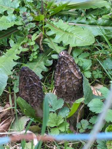 Puntige morel — foto 3 van 10