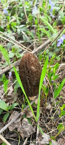 Puntige morel — foto 5 van 10