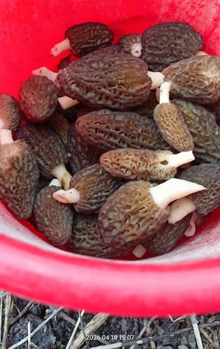 Puntige morel — foto 4 van 10
