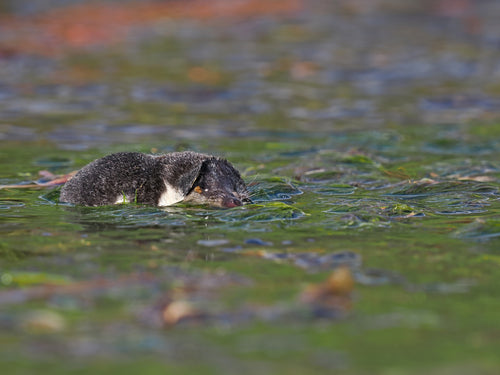 spitsmuizen — Bild 6