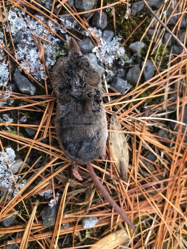 spitsmuizen — foto 4 van 52