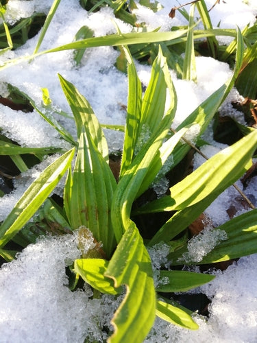 Smalle weegbree — Bild 3