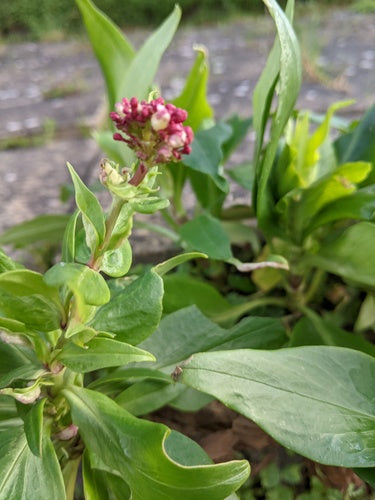 spoor bloem aan — Bild 2