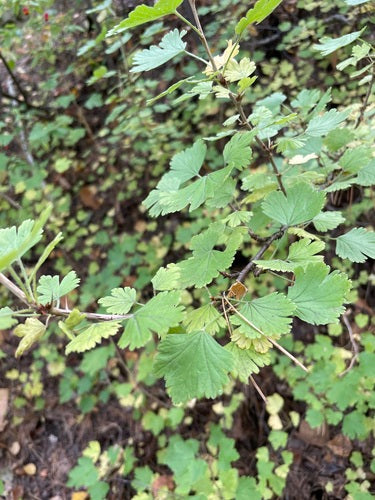 Kruisbessen — Bild 5