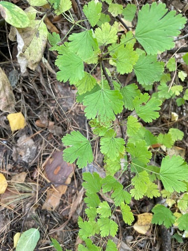 Kruisbessen — Bild 4