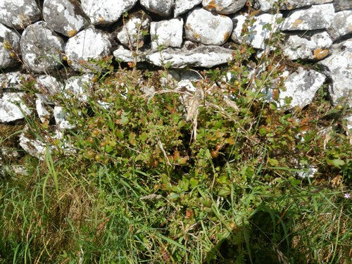 Kruisbessen — Bild 3