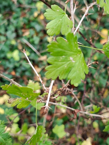 Kruisbessen — Bild 2